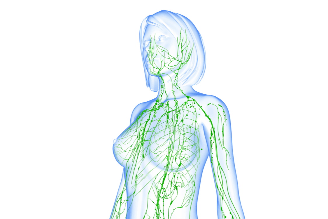 Understanding Lymphatic Vessels - Flowpresso®